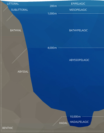 Dissolved Oxygen | McCoy Components